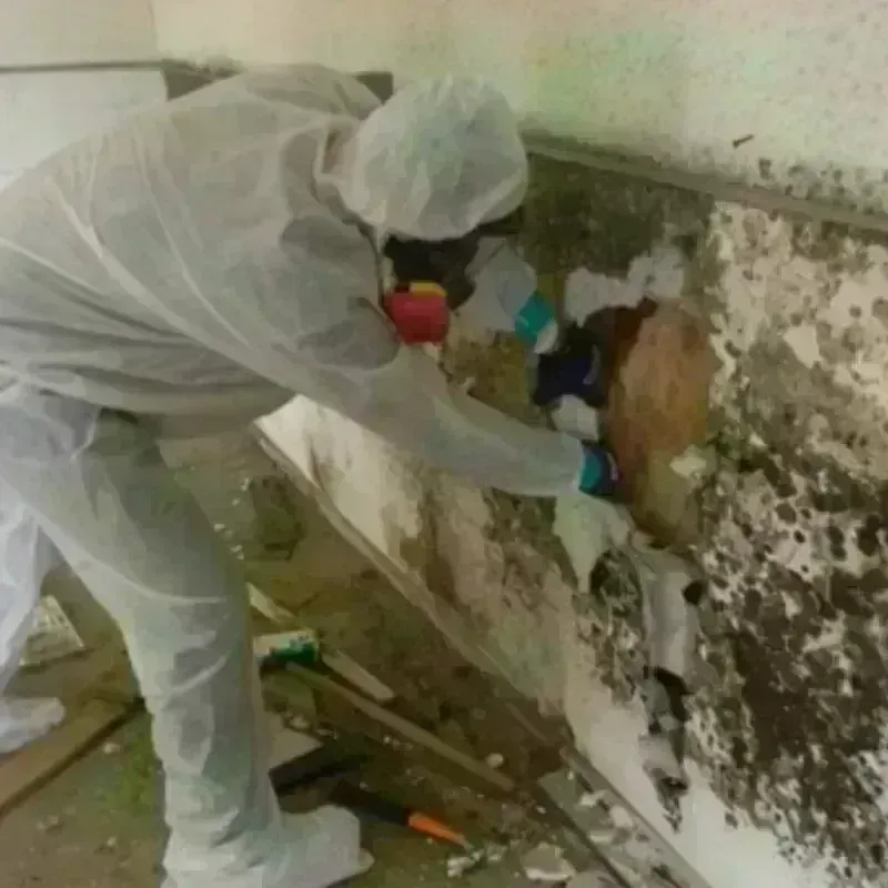 Mold Remediation and Removal in Belvedere, SC